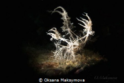 Nudibranch Melibe Colemani by Oksana Maksymova 